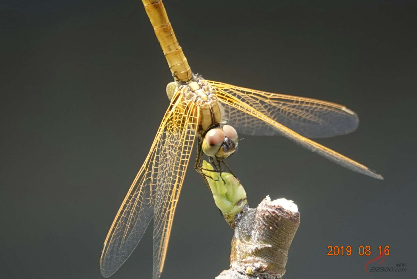 �L(f��ng)�˾b�s��֦�^