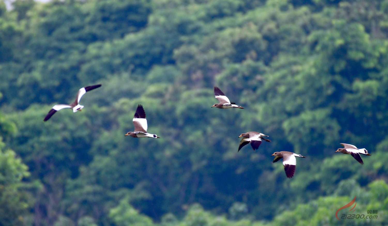 ���B(t��i)���ˮ�B(ni��o)���@��